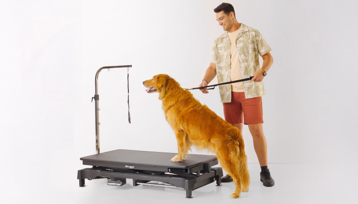 Top Dog Grooming Tables for Small and Large Breeds