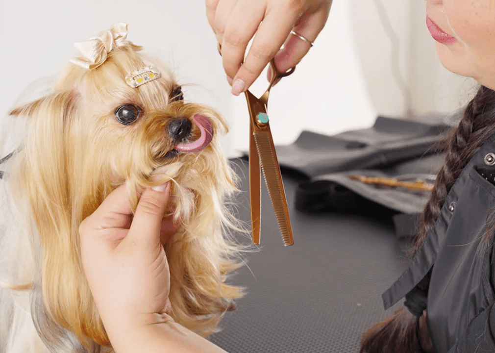 Dog Hair Trimming